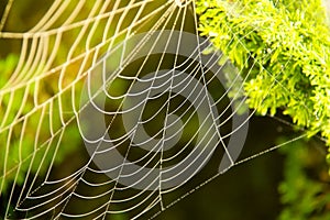 Spider gossamer with some water droplets early in the morning