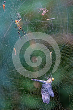 Spider and gragonfly