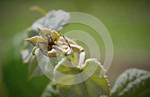 Spider on grape leaves