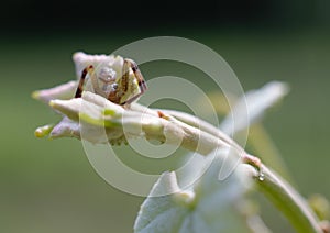 Spider on grape leaves