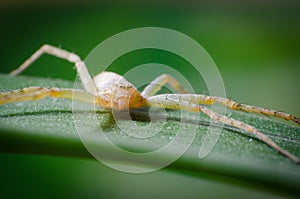 The spider in the grass