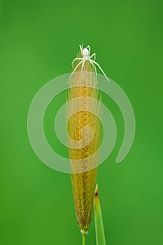 Spider and grass ear
