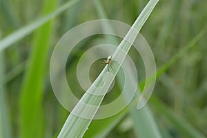 Spider in grass leaf