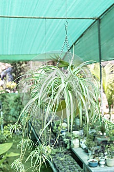 Spider grass pandanus in a hanging pot