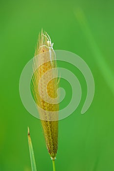 Spider on grass spike