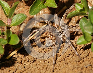 Spider on gravel photo