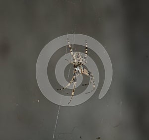 Spider on gray background