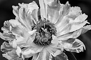 Spider Gree Peony black and white