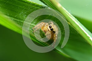 Spider in green leaf