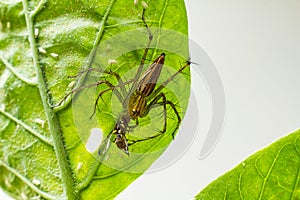 Spider on a green leaf