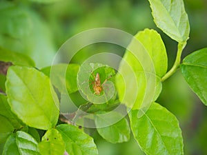 Spider on green leaf