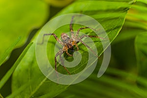 Spider on green leaf