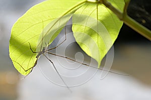 Spider and green leaf