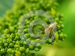 Spider on a green leaf
