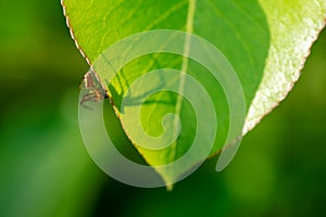 A spider on a green leaf - symbolizes arachnophobia.