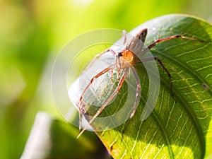 Spider on a green leaf under sunligh. photo
