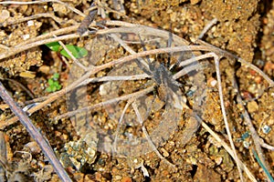 Spider on ground