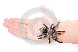 Spider on the hand