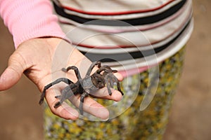 Spider on hand