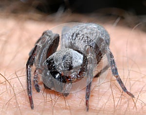 Spider on Hand