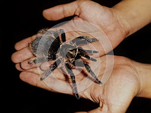 Spider in the Hands
