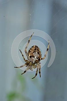 Spider Hanging Around
