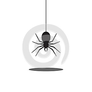 Spider hanging on the cobweb thread