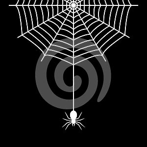 Spider hanging on the cobweb thread