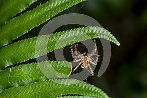 Spider hanging on a fern in the Quinault Rain Forest