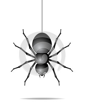 Spider hanging on a gossamer thread