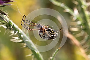 Spider hanging from a thread