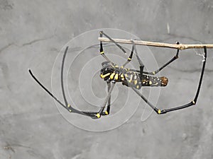 Spider hanging on twigs  with a cement wall as a background