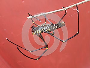 Spider hanging on twigs  with a cement wall as a background