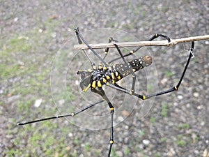 Spider hanging on twigs  with a cement wall as a background