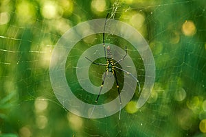 A Spider hanging on web.