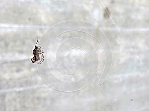 Spider hanging on a web