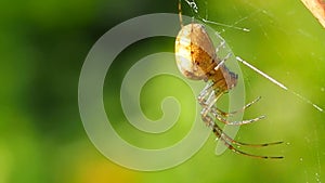 Spider hanging on a web in a Sunny summer forest.