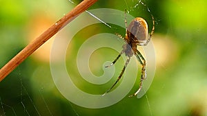 Spider hanging on a web in a Sunny summer forest.