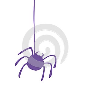 The spider hangs on its web. Purple spider icon. Halloween concept. Vector illustration isolated on white background. Design