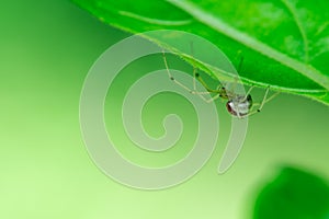 Spider hangs under a leaf in the tree, Macro photo, Spider, Araneae, Arachnida photo