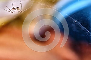 Spider hangs upside down on a web macro color