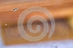 Spider hangs upside down on a web macro color