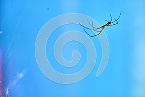 Spider hangs upside down on a web macro color