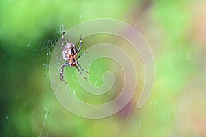 Spider hangs on the web in the forest, copypaste