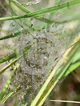 Spider hatching in nest raft spiders in vegetation