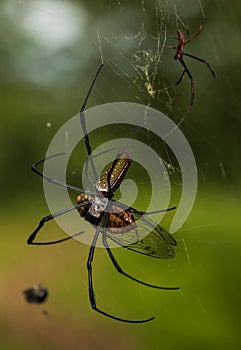 Spider during haunting time on itÃÂ´s web photo