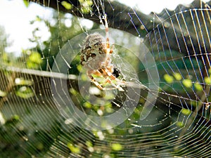 Spider have breakfast on the web