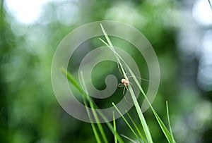 Spider-hawk Latin Opiliones, syn. Phalangida