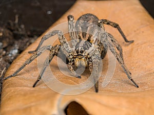 Spider with her egg sack