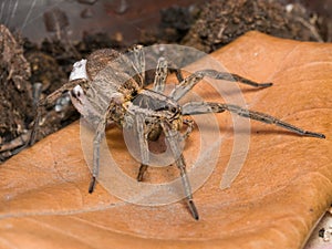 Spider with her egg sack